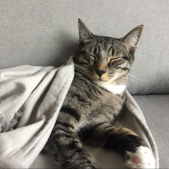 Meet your Posher, Heidi - Picture 4 of 4